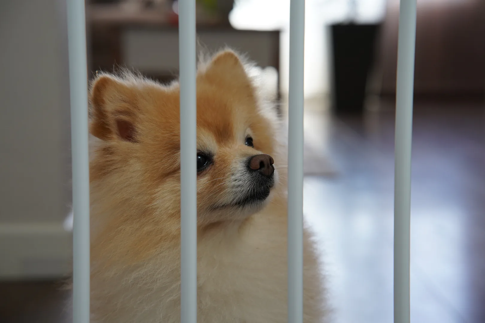 Perro detrás de una barrera de seguridad
